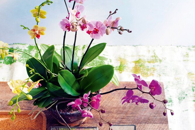 Как ухаживать за орхидеей в вашем доме? 