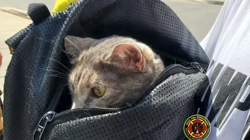 кошка в сумке