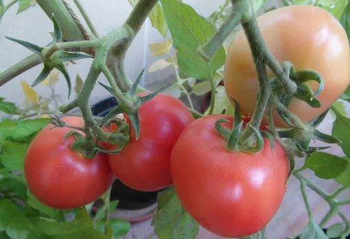 Крупноплодный томат Алтайская заря