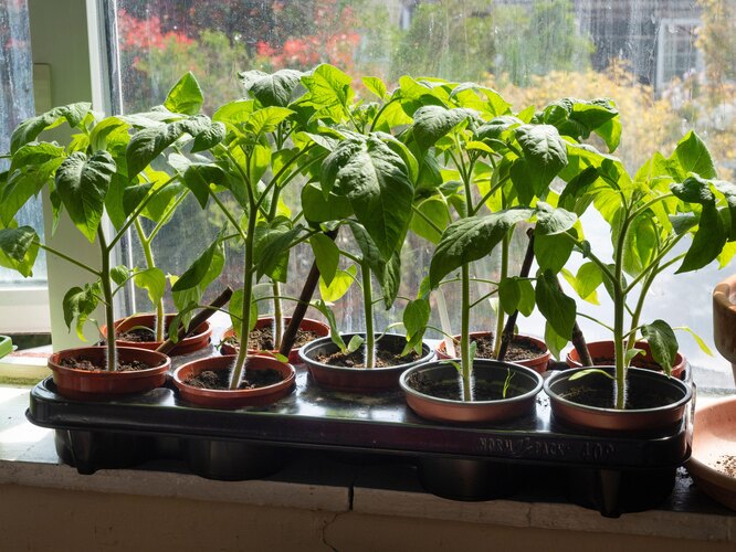 Подкормки йодом растений в огороде и комнатных цветов: применение и рецепты