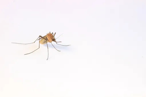 Тропические комары атаковали юг России