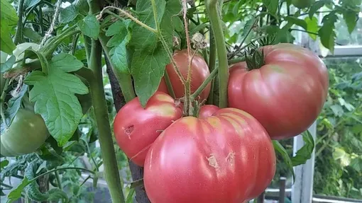 Крупноплодный томат Малиновый гигант