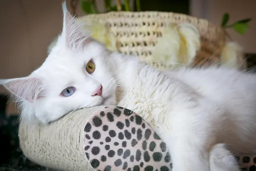 Спортсмен спас кошку с разными глазами. За неё предлагают 11 тысяч долларов
