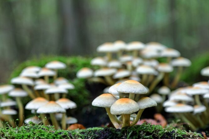 У этого гриба шляпки имеют бледно-жёлтую, серно-жёлтую или сероватую окраску. У пластинок под шляпкой обычно зеленоватый оттенок