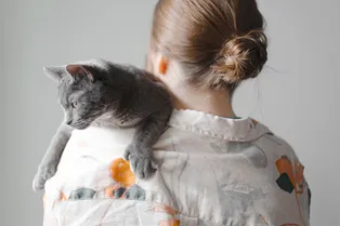 Русская голубая кошка: почему она так популярна и в чем секрет её походки