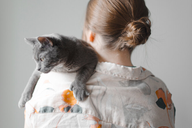 Русская голубая кошка: почему она так популярна и в чем секрет её походки