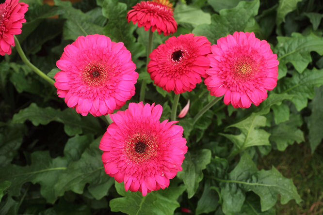 Zahradní gerbera: druhy a odrůdy, výsadba, péče, choroby a škůdci