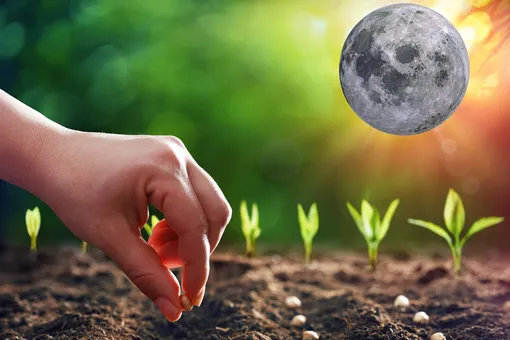 Лунный посевной календарь садовода и огородника на неделю с 3 по 9 апреля 2023 года
