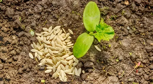 Когда сеять семена огурцов в грунт по агротехническому календарю в мае 2023 года