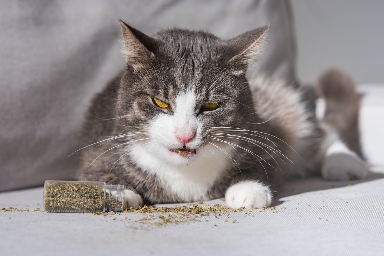 Почему кот сходит с ума от валерьянки и безопасно ли давать кошачью ...