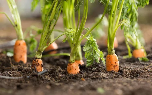 10 лучших растений-компаньонов для моркови