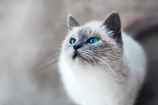Топ-15 пород кошек с голубыми глазами