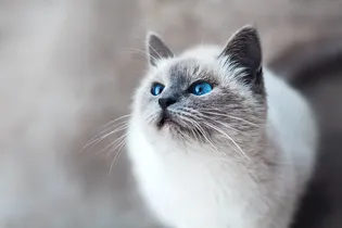 Топ-15 пород кошек с голубыми глазами