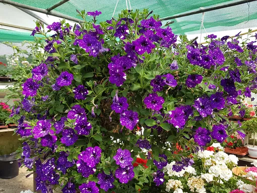 799c7b54c88b48ff82c192f987a3958c_cropped_510x383