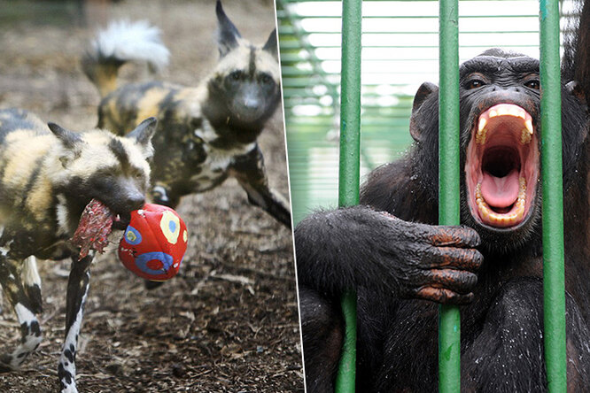Дикие и опасные: ужасные случаи нападения животных на людей в зоопарках