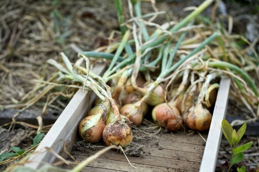 Выбор оптимального срока уборки лук-севка