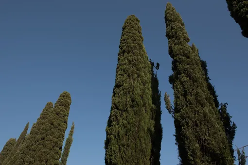 итальянский кипарис — быстрорастущее дерево для вашего сада