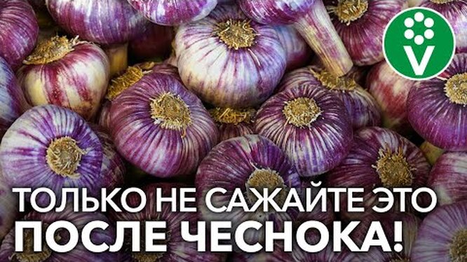 Что посадить после чеснока в июле: правила севооборота