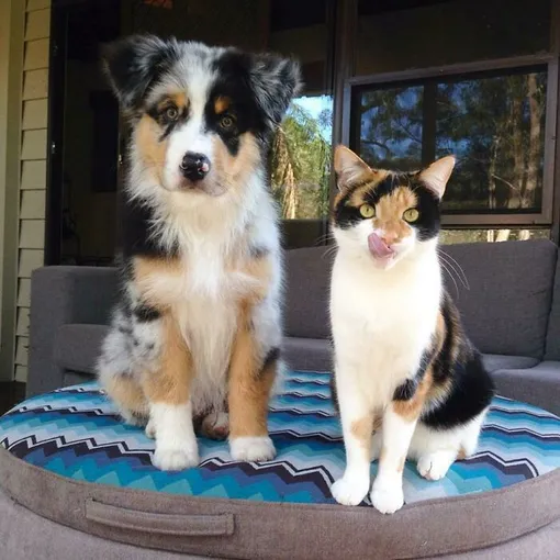 кот и щенок триколоры