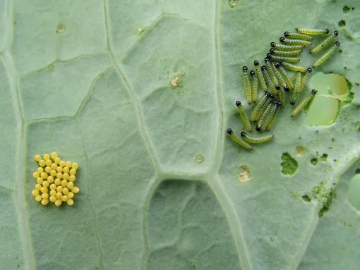 Личинки и гусеницы капустной белянки — вредители капусты