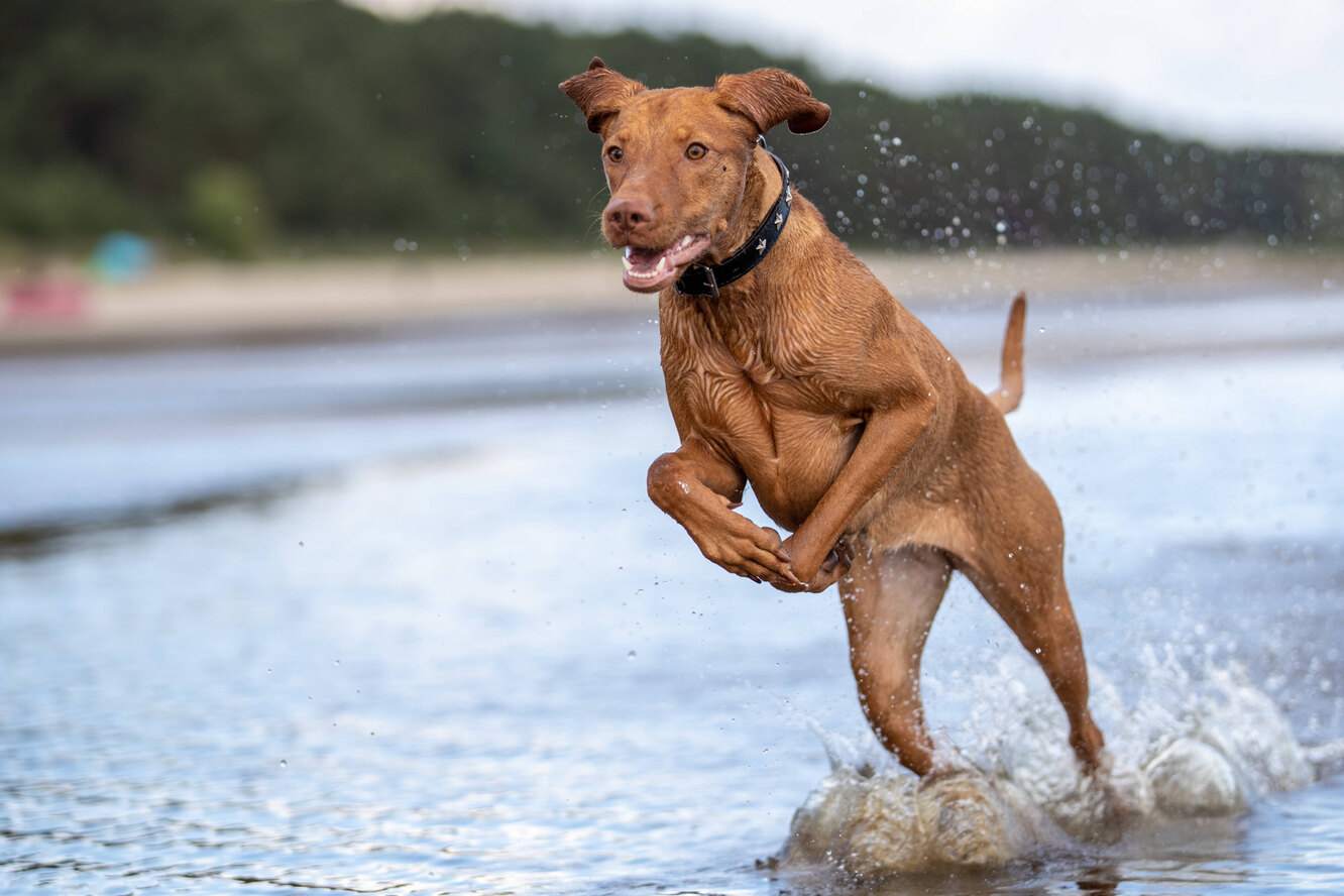 Собака быстро ест. Миска для мопса. Золотистый ретривер под капельницей. Собака быстро есть. Собака быстро есть.