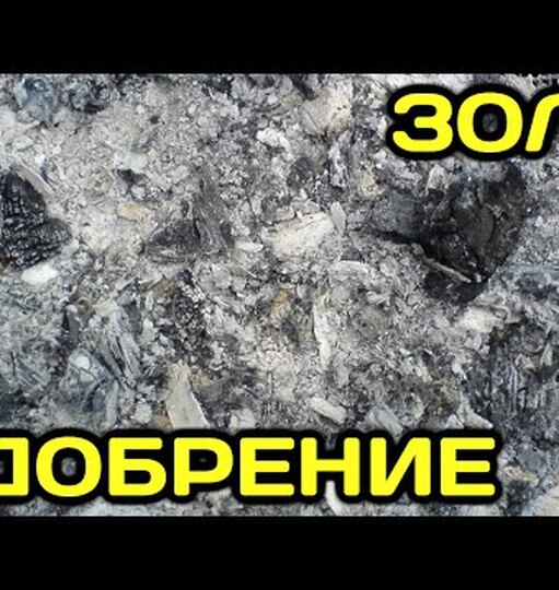 Как использовать золу весной на дачном участке