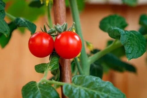 3 простых секрета, которые помогут молодым растениям томатов лучше расти