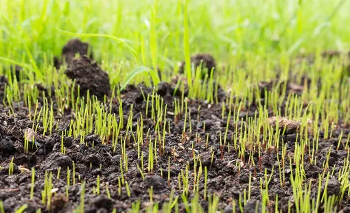 3 секрета успеха посева газонной травы