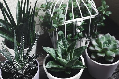 17 комнатных растений, которые любят, когда их забывают полить