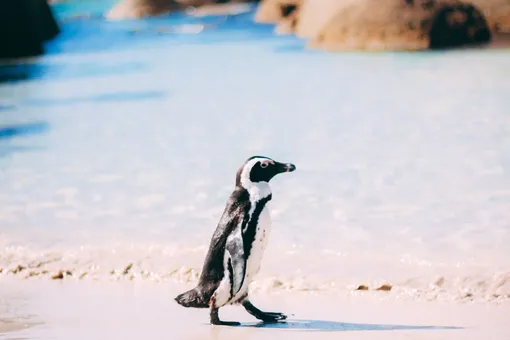 Пингвин ежегодно навещает своего спасителя, проплывая почти 10 тысяч километров