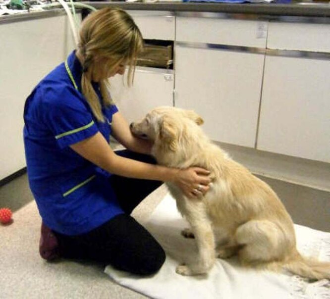 Миссия «Спасение»: как люди спасли собаку с патологией лап с помощью собранных денег [Собаки Dogs]