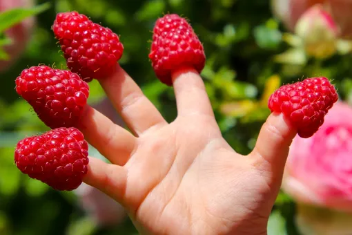 Как правильно собирать малину, чтобы сохранить ягоды целыми: секреты опытных дачников