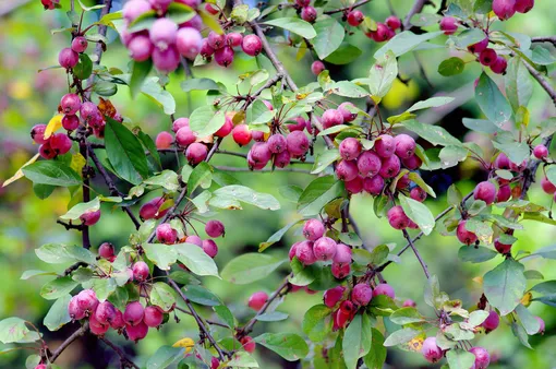 Плоды декоративной яблони