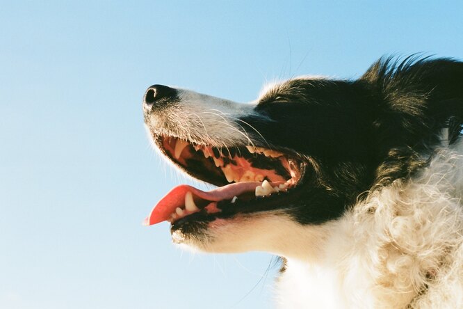 Зачем собакам нужны усы и можно ли их стричь?