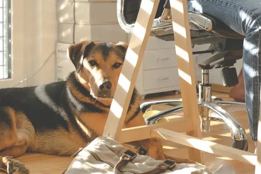 Женщина месяцами приводила своего пса в чужой офис: думала, что это собачьи ясли