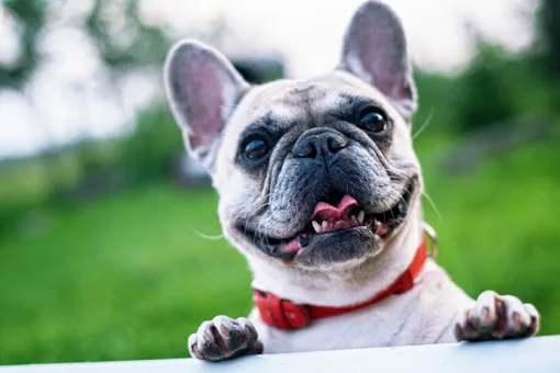 Пять советов, как сделать вашу собаку счастливее