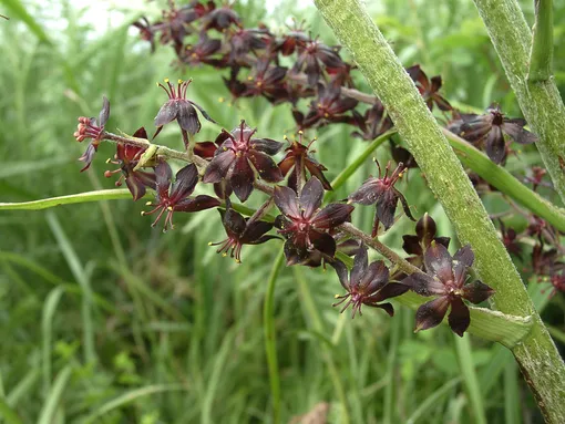 Чернокорень – ядовитое растение