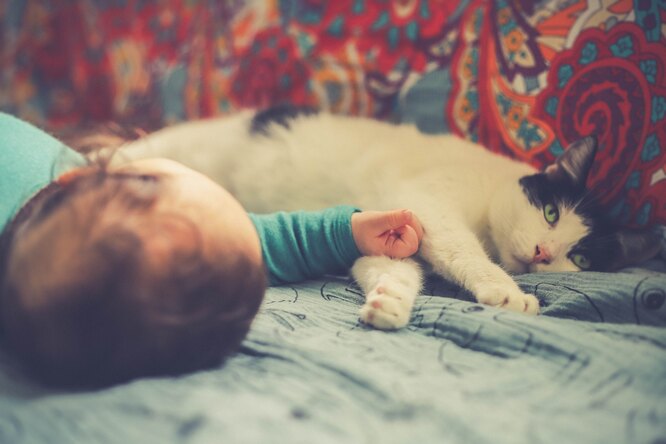 младенец и кошка