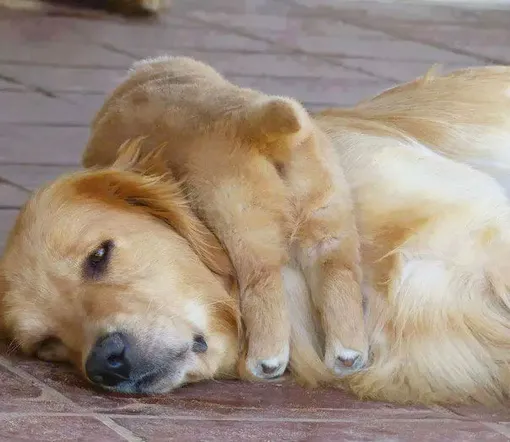 Собаки и кошки-мамы, которыми можно иллюстрировать «радость материнства»