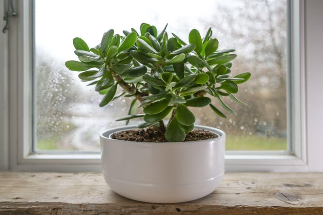 crassula ovata