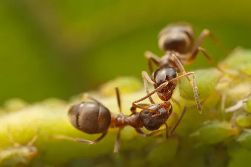 Избавиться от муравьёв на участке навсегда невозможно