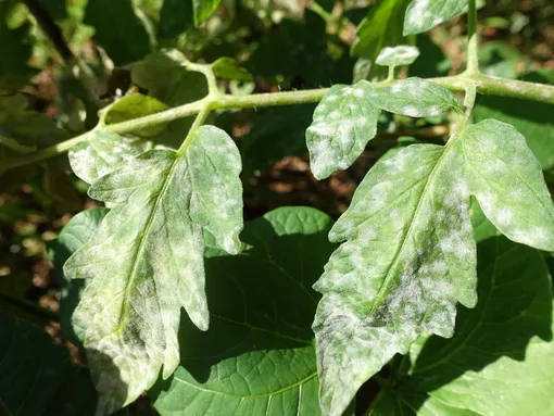 Болезни томатов, фото и описание: мучнистая роса на листьях томата
