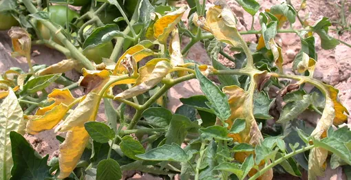Первые симптомы фузариоза помидоров начинают проявляться на нижних листьях