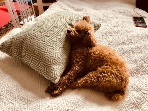 почему собака спит, положив голову на подушку