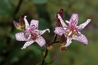 Садовая орхидея или жабья лилия: как вырастить трициртис в своём саду