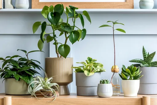 9 самых популярных комнатных растений 2023 года: специалисты рекомендуют