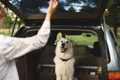 Как возить собаку в машине, как приучить собаку ездить в автомобиле