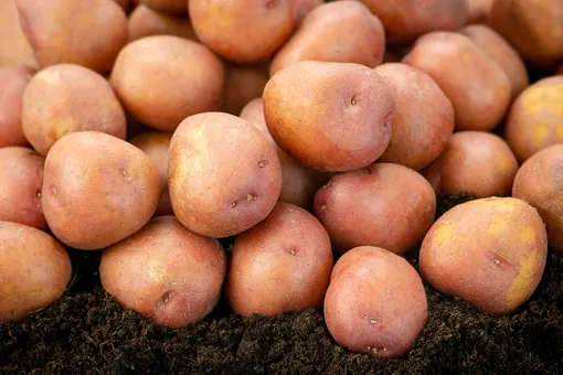 Ривьера — высокоурожайный сорт картофеля