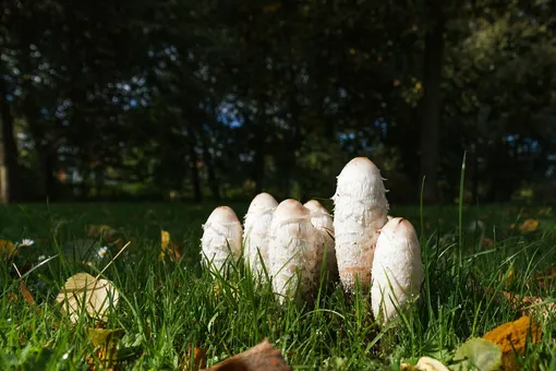 Необычные, но съедобные грибы: дрожалка, навозник, ежовик и другие