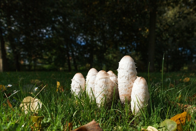 Странные, но съедобные грибы: дрожалка, навозник, ежовик и дождевик